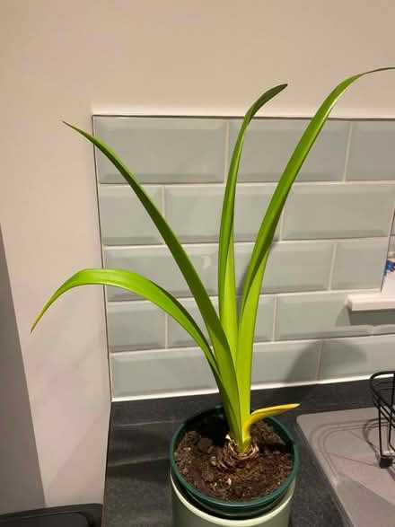 Photo of free Amaryllis Plant & Pot (HP2 7) #1
