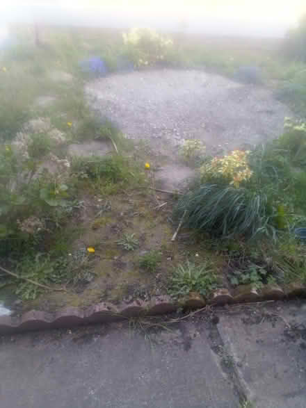 Photo of free Various plants and bushes (Prenton ch43) #1