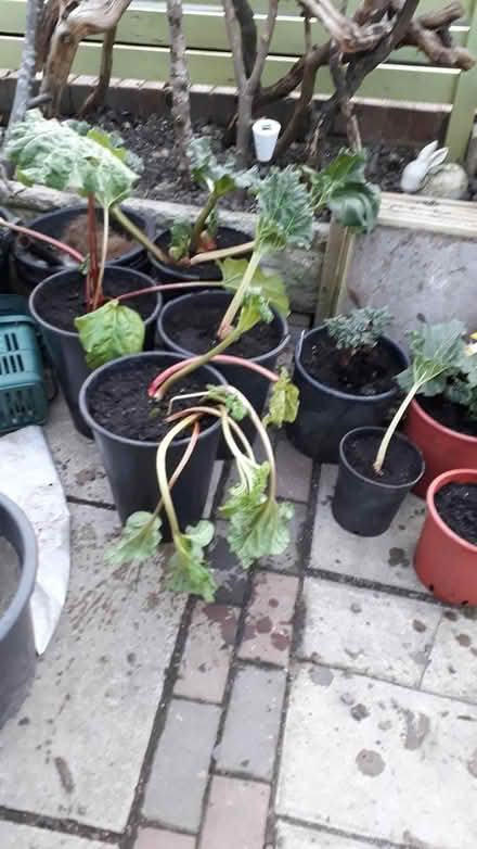 Photo of free Rhubarb crowns (Brinnington SK5) #1