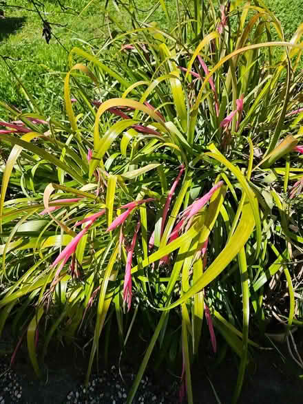 Photo of free Billbergia plant (West San Jose) #1