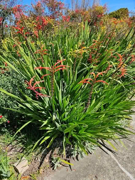 Photo of free Chasmanthe bulbs (West San Jose) #2
