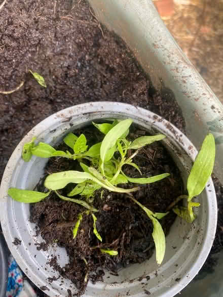 Photo of free Tomato seedlings (15 approx) (Upper Norwood SE19) #1