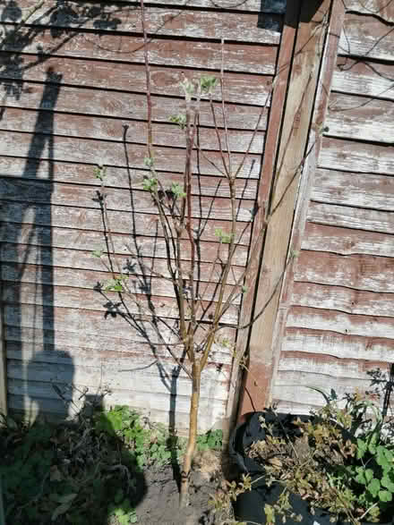 Photo of free Apple tree "Braeburn" (Littleport CB6) #1