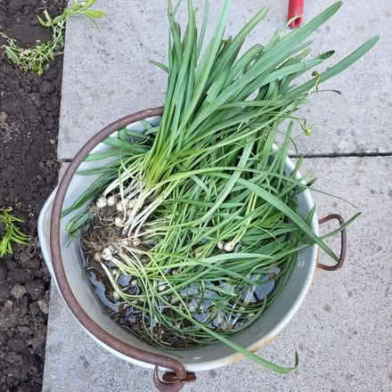 Photo of free Snowdrops (Oaklands nr Welwyn AL6) #1
