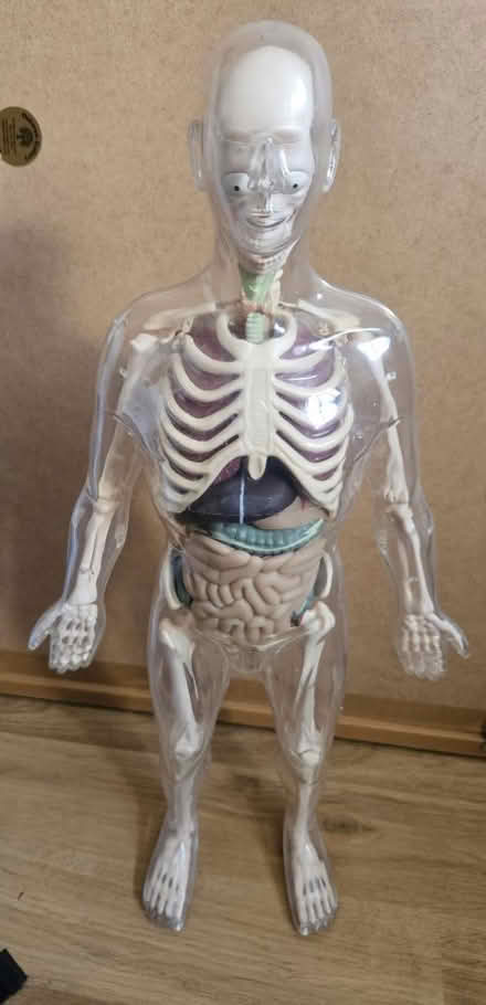 Photo of free Human Skeleton (disassembles) (CM15 Shenfield) #1