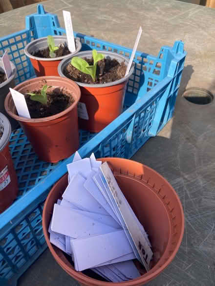 Photo of Small 4” plastic pots (Ifton Heath SY11) #1