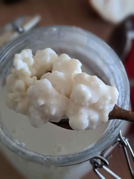 Photo of free Milk Kefir grains (Lewes - near the prison) #1