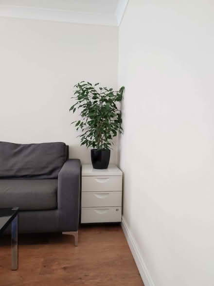 Photo of free House plants (Yucca palm+ Ficus Benjamina) + pots (Bermondsey SE16) #2