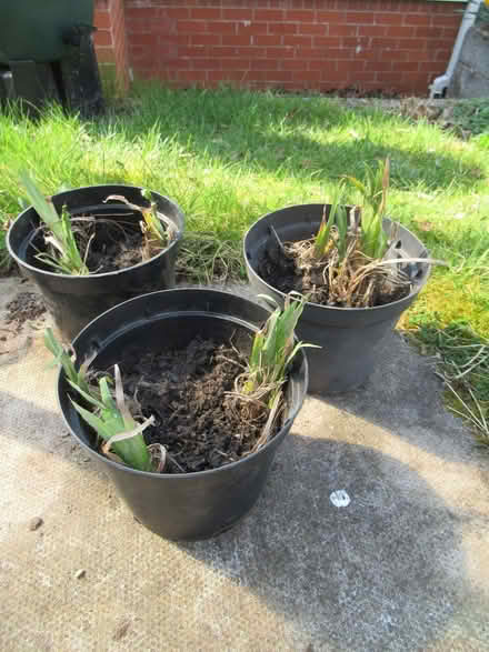 Photo of free Yellow Iris (Llandrindod LD1) #1
