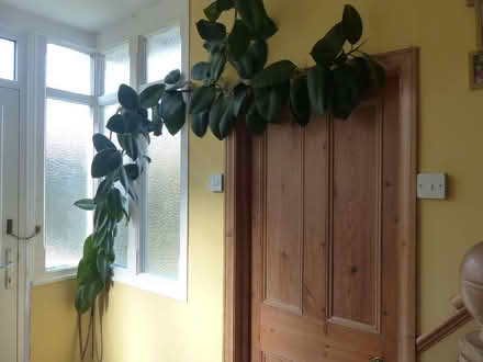 Photo of free Large rubber plant (Rowlands Castle PO9) #1