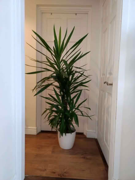 Photo of free House plants (Yucca palm+ Ficus Benjamina) + pots (Bermondsey SE16) #1