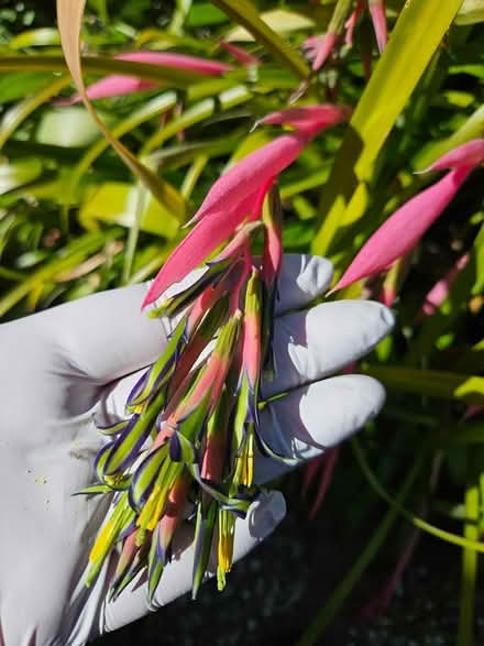 Photo of free Billbergia plant (West San Jose) #2