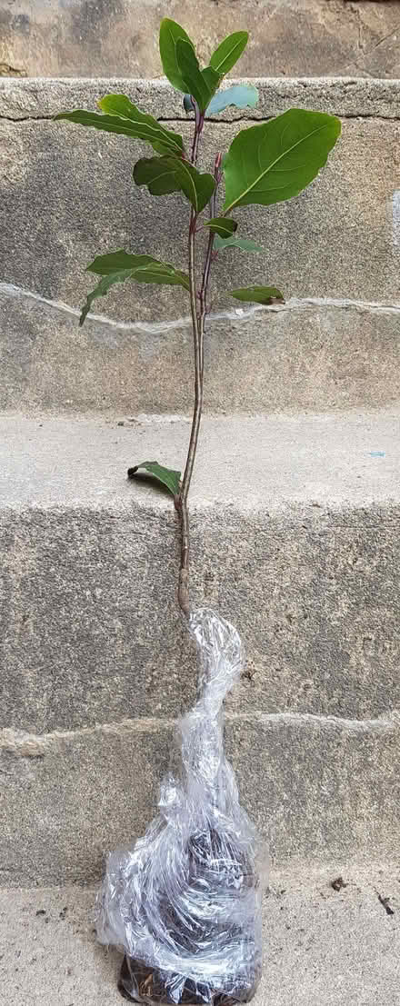 Photo of free Small 1ft tall bay tree (Blacklands TN34) #1