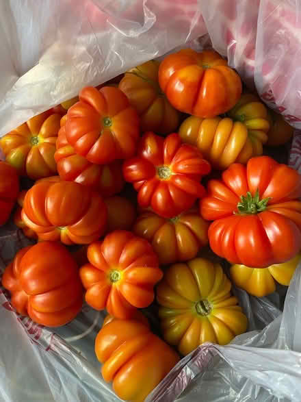 Photo of free Tomato seedlings (15 approx) (Upper Norwood SE19) #2