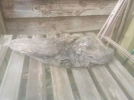 Photo of free Driftwood (Ore TN35) #1