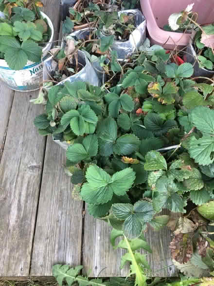 Photo of free Strawberry plant starts (McCollum Park area) #2