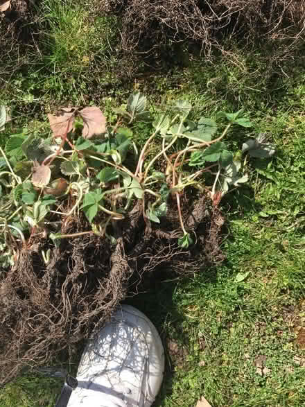 Photo of free Strawberry plant starts (McCollum Park area) #1