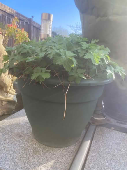 Photo of free Large Potted Geranium (Wentnor SY9) #4