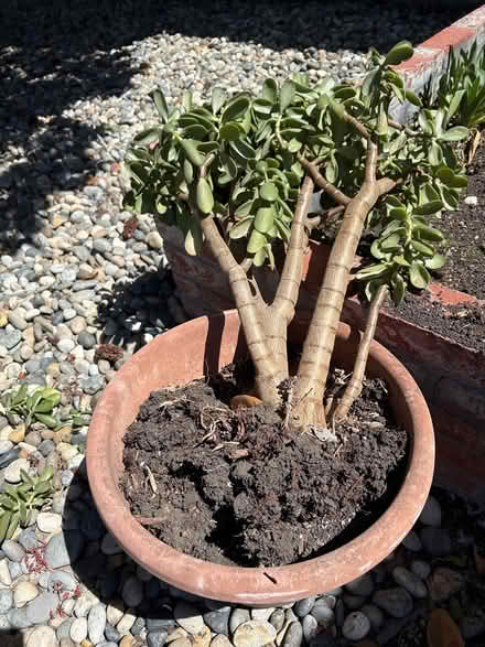 Photo of free jade plant (Santa Clara) #1