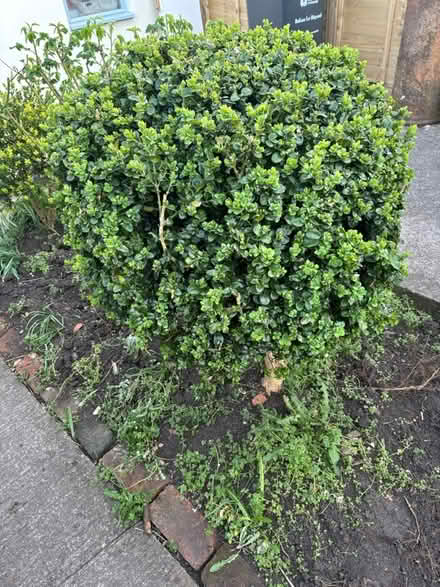 Photo of free Healthy mature shrubs - box, rose (Keyford area, Frome) #2