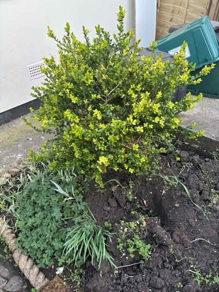Photo of free Healthy mature shrubs - box, rose (Keyford area, Frome) #1