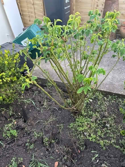 Photo of free Healthy mature shrubs - box, rose (Keyford area, Frome) #4