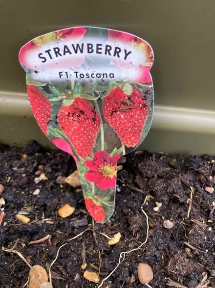 Photo of free Strawberry plants (Westhill AB32) #1