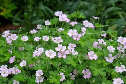 Photo of free Large Potted Geranium (Wentnor SY9) #3