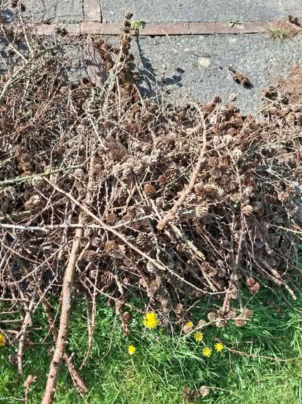 Photo of free Pine cones (Abraham Heights LA1) #1