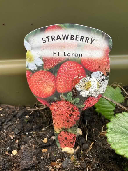 Photo of free Strawberry plants (Westhill AB32) #2