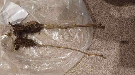 Photo of free Raspberry shrubs (OX28) #1