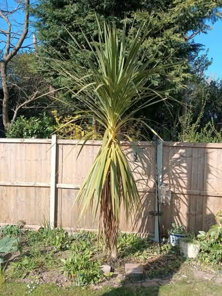 Photo of free 240cm Cordyline plant (Wivenhoe CO7) #1