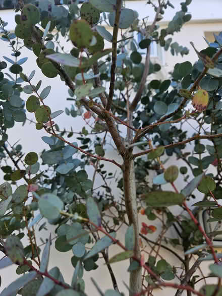 Photo of free Two Eucalyptus plants (Welling DA16) #3