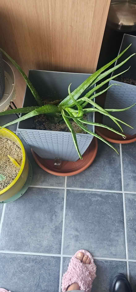 Photo of free Aloe Vera Plant (Beswick M11) #1