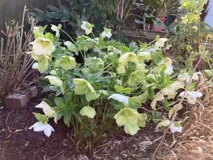 Photo of free pure white hellebores (Henleaze BS9) #1