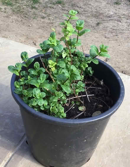 Photo of free mint - very fragrant, healthy (Cookham SL6) #1