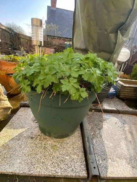 Photo of free Large Potted Geranium (Wentnor SY9) #1