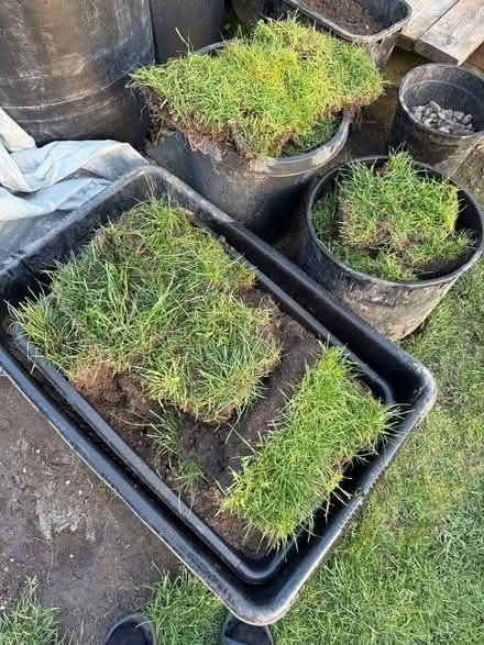Photo of free Hunks of grass sod (Wallingford) #1