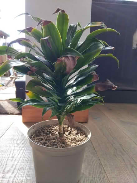 Photo of free House plant 🪴 (Ingol PR2) #3