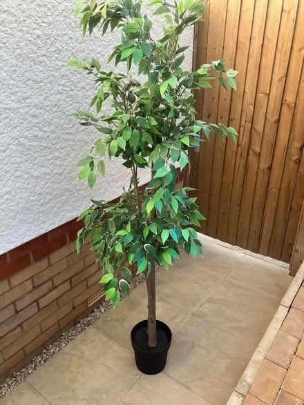 Photo of free Fake plant (Kennington OX14) #1