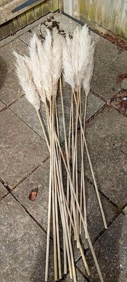 Photo of free Pampas grass plumes (Wokingham, RG41) #1