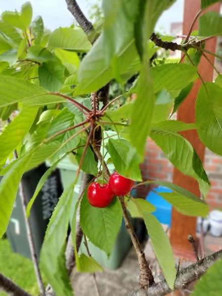 Photo of free Cherry Tree (Dublin) #2