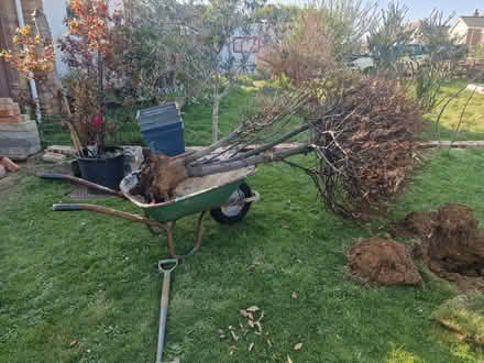 Photo of free Large dead bay tree (Seaford BN25) #1