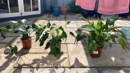 Photo of free 3 house plants (cranbrook) #1