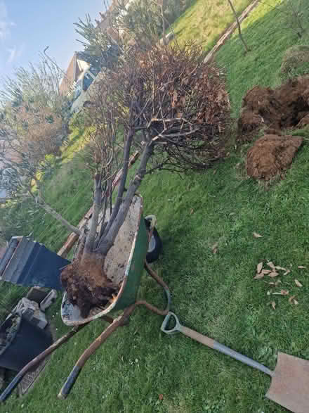 Photo of free Large dead bay tree (Seaford BN25) #2