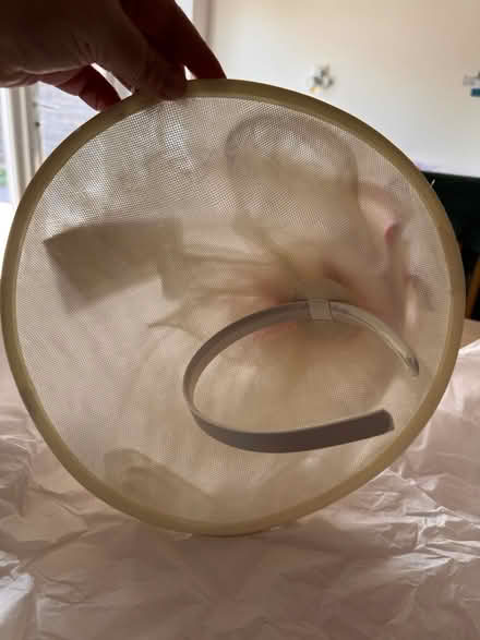 Photo of free Hat/fascinator for weddings etc (Cheadle Hulme SK8) #2