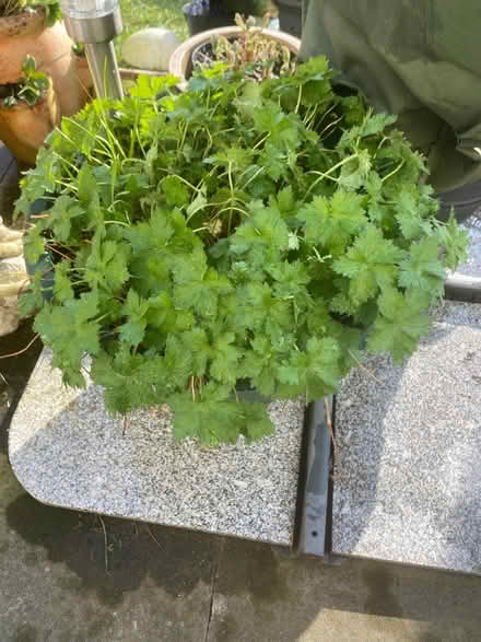 Photo of free Large Potted Geranium (Wentnor SY9) #2