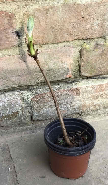 Photo of free conker/chestnut tree (Cookham SL6) #1
