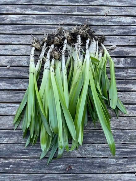 Photo of free Bluebell bulbs (Headingley LS6) #1