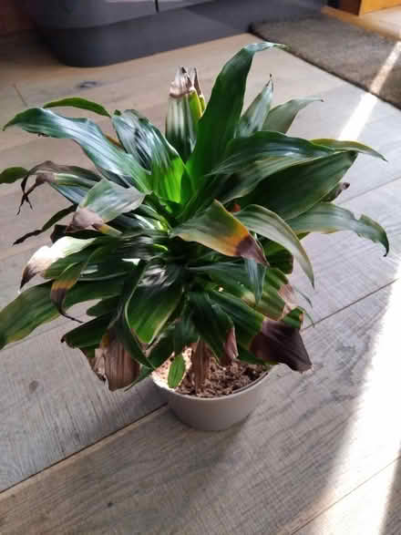 Photo of free House plant 🪴 (Ingol PR2) #2